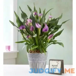 1-800-Flowers Mother's Day Elegant Calla Lily Purple
