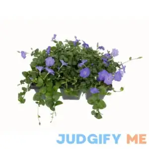 Unbranded Perennial Vinca Minor Groundcover 1904