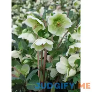 Perennial Farm Marketplace Helleborus x Frostkiss 'Molly's White' Perennial