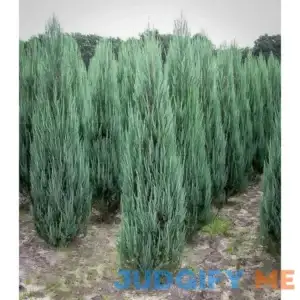 Blue Arrow Juniper #5 Container