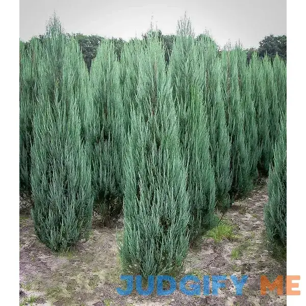 Blue Arrow Juniper #5 Container Blue Arrow Juniper #5 Container