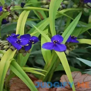 Perennial Farm Marketplace Tradescantia andersoniana Sweet Kate Perennial