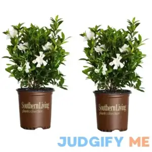 Southern Living Plant Collection White Jubilation Gardenia Flowering Shrub in 2.5-Quart Pot 2-Pack | 2096Q-2