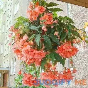 Votaniki Double Hanging Basket Begonia Apricot Bulbs Perennial Begonia Pendula 'Apricot' Bulbs Ready to Plant