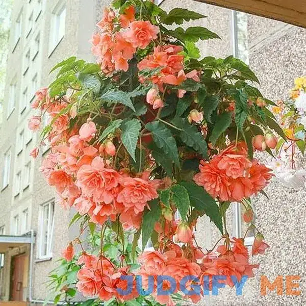 Votaniki Double Hanging Basket Begonia Apricot Bulbs Perennial Begonia Pendula 'Apricot' Bulbs Ready to Plant Votaniki Double Hanging Basket Begonia Apricot Bulbs Perennial Begonia Pendula 'Apricot' Bulbs Ready to Plant