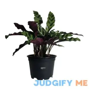Nature's Way Farms Calathea Rattlesnake Live Plant in growers pot