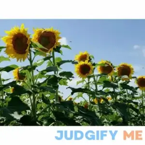 Clearfield Lonesome Dove Sunflower Seeds