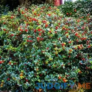 Blue Prince and Princess Combo Holly Bush #1 Container