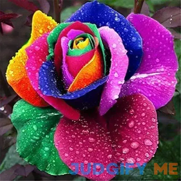 200pcs Rainbow Color Rose Seeds for Planting 200pcs Rainbow Color Rose Seeds for Planting