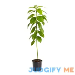 Brighter Blooms Cold Hardy Avocado Tree