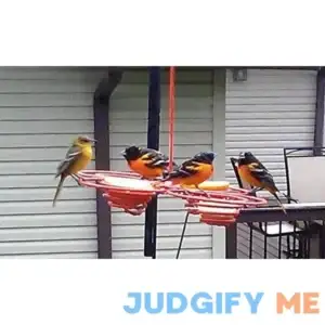 Oriole Bird Feeder 4 Cell for Various Birds Using Oranges