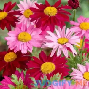 1000+ Pyrethrum Tanacetum coccineum - Flower Garden Seeds - Perennial Flower Seeds