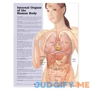 Internal Organs of the Human Body Anatomical Chart