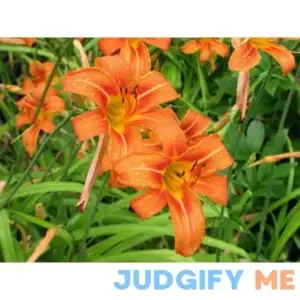 50 wild day lily BULBS