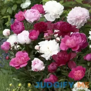 Van Zyverden Double Mixed Dormant Bare Plant Root Partial Sun Peony