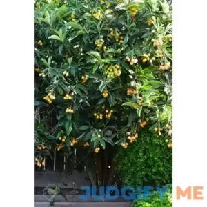 Loquat Tree Live Tree Japanese Plump Golden Color Fruit Tree