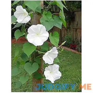 White Moonflower - Fragrant