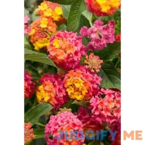 Proven Winners Direct Luscious Berry Blend