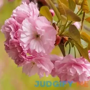 Kwanzan Flowering Cherry Tree - 4-5ft tall