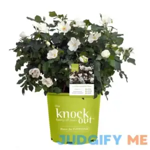 White Knock Out Rose Bush with White Flowers