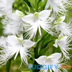 White Egret Orchid Seeds Habenaria Radiata Hardy Perennial Low Maintenance Showy Bog Garden Patio Container Pond Stream Outdoor 20Pcs Flower Seeds