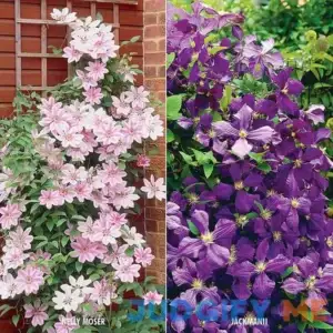 Van Zyverden Clematis Collection 2 Varieties 2 Plants