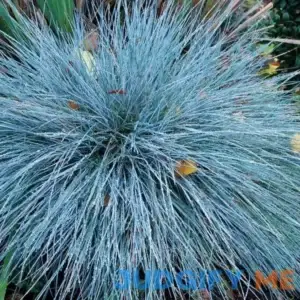 'Boulder Blue' Blue Fescue | One Quart