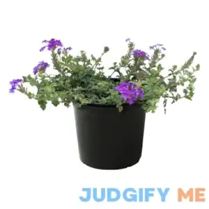Live Verbena Purple Creeping/Trailing Perennial Healthy Spring Plant