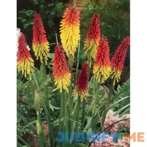 Red Hot Poker - Torch Lily | Holland Bulb Farms