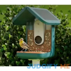 Bird Buddy: Solar Edition