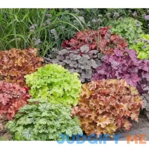 Roberta's 3pc Summer Berry Coral BellsLive Plants