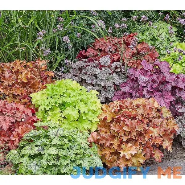 Roberta's 3pc Summer Berry Coral BellsLive Plants Roberta's 3pc Summer Berry Coral BellsLive Plants