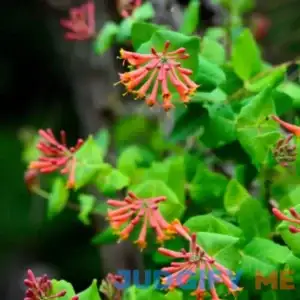 Attract Hummingbirds - Buy Native Coral Honeysuckle Vine Plant Sets 3-Pack