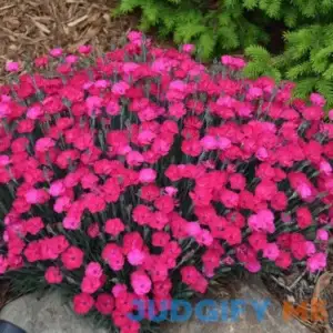 'Paint The Town Magenta' Dianthus | One Quart