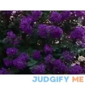35+ Crape Myrtle Purple Seeds/Perennial Tree