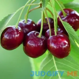Bing Sweet Cherry Semi-Dwarf Supreme