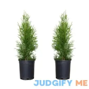 Lowe's 2.5-Quart Screening Emerald Green Arborvitae In Pot (With Soil) | 5520Q-2