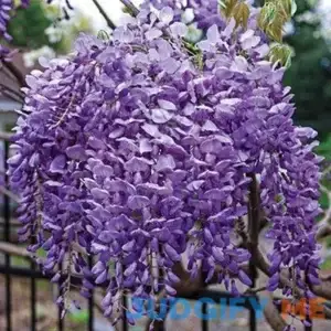 Beautiful Blue Moon Wisteria Vine Plant Attracts Hummingbirds