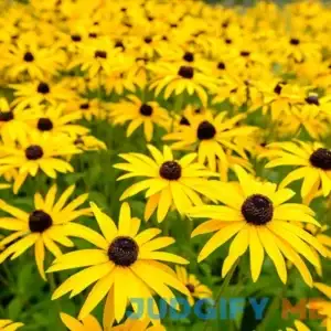 Goldsturm Black-Eyed Susan