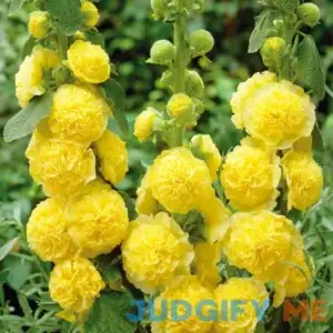 Van Zyverden Dormant Bare Plant Root Full Sun Hollyhocks