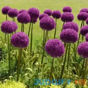 national PLANT NETWORK Color Collection Multi-Colored Allium Bulbs