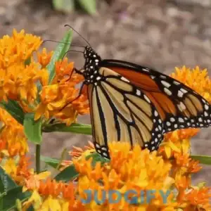 Orange Butterfly Milkweed Plant Sets (I) 3-Pack