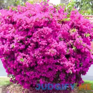 2 Pink Bougainvillea Plants