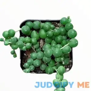 String of Pearls Senecio rowleyanus