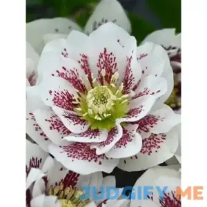 Helleborus Confetti Cake Perennial Plant by Bluestone Perennials