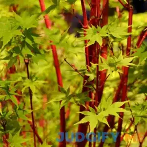 Coral Bark Japanese Maple Tree