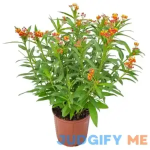 Live Milkweed Plant with Orange Flowers - Overall Height 28" to 34" - Monarch Butterfly Attractor - Tropical Plants of Florida (Plant)