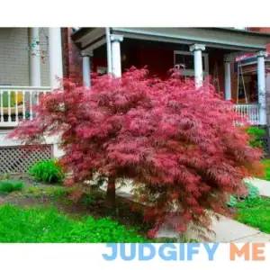 3 Gal. Crimson Queen Dwarf Japanese Maple Tree with Attractive Crimson Foliage and Weeping Limbs
