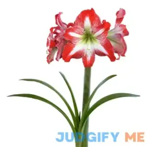 Easy to Grow Amaryllis 'Minerva' Plant Bulb (1 Pack) - Red & White Flowering Blooms for Holiday & Indoor or Outdoor Gardens