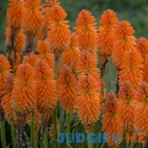 Pyromania 'Orange Blaze' Red Hot Poker